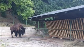 New residents arrive at Sarajevo Zoo