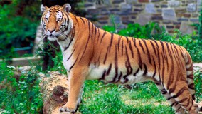 Sarajevski Zoo vrt bogatiji za bengalsku tigricu