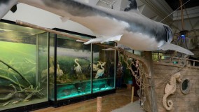 See a Great White Shark at the National Museum